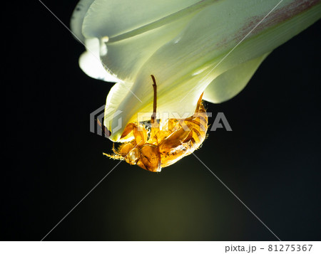 光があたる蝉の抜け殻と白い花 81275367