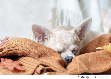 Dog lying and sleeping on a plaid with maple fallen leaves. Puppy chihuahua warms under a blanket in cold autumn weather 81275535