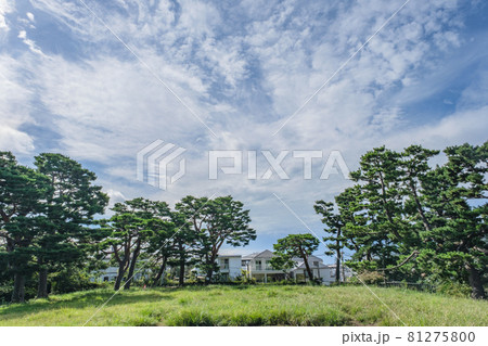 公園の風景 鵜の木松山公園の松林と広場 東京都大田区 公園の風景 鵜の木松山公園の松林と広場 東京都大田区 81275800