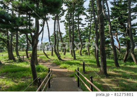 公園の風景 鵜の木松山公園の松林 東京都大田区 公園の風景 鵜の木松山公園の松林 東京都大田区 81275801