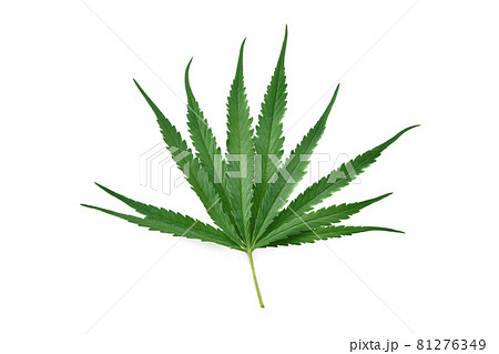 fresh cannabis indica leaf isolated on a white background 81276349