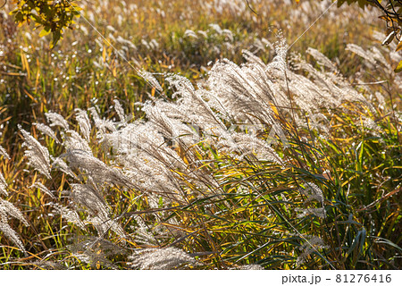銀の穂揺れる　タデ原湿原の秋 81276416
