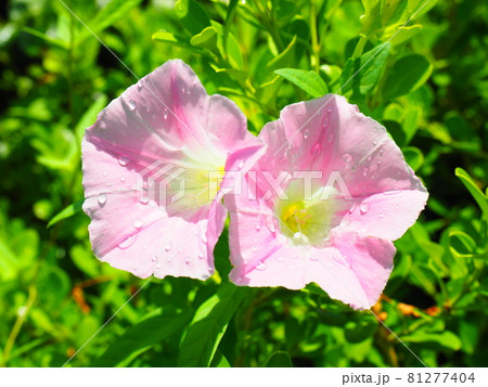 綺麗な朝顔の花 1輪 綺麗な朝顔の花 1輪 81277404