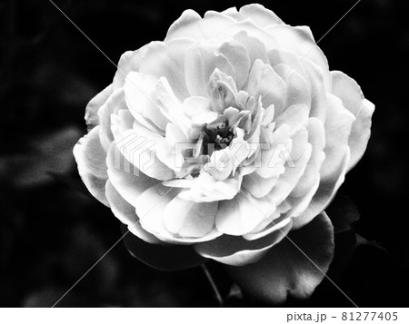 綺麗な薔薇の花　1輪 81277405