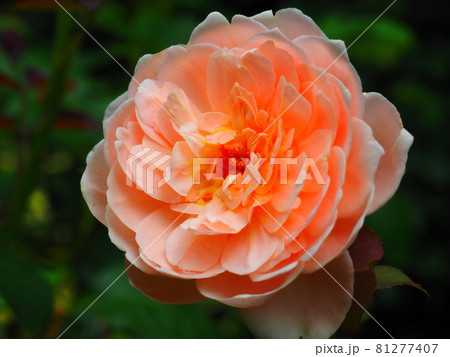 綺麗な薔薇の花 1輪 綺麗な薔薇の花 1輪 81277407