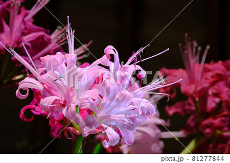 ダイヤモンドリリー ダイヤモンドリリー 81277844