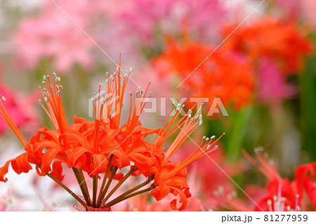 ダイヤモンドリリー 81277959