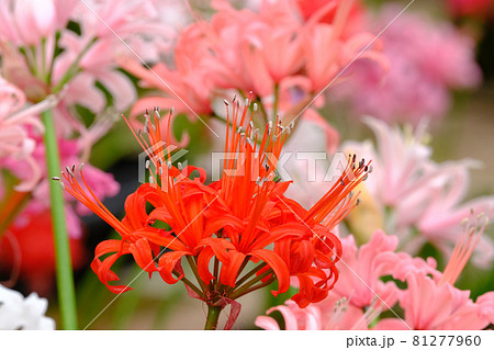 ダイヤモンドリリー ダイヤモンドリリー 81277960