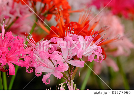 ダイヤモンドリリー 81277966