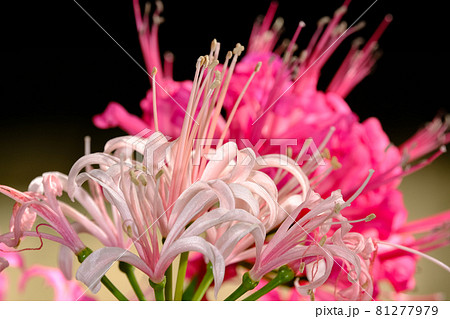 ダイヤモンドリリー 81277979