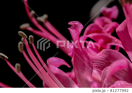 ダイヤモンドリリー ダイヤモンドリリー 81277992