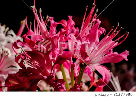 ダイヤモンドリリー ダイヤモンドリリー 81277996