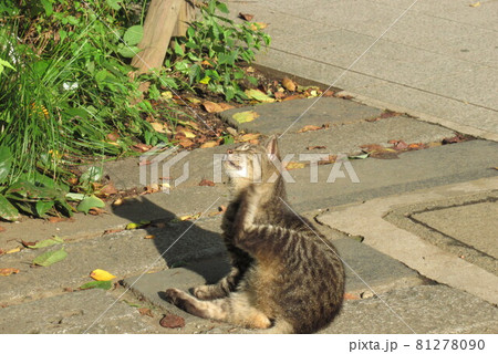 首筋をかく猫 首筋をかく猫 81278090