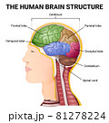 structure of the cerebrum, anatomical poster, the location of the brain in the head 81278224