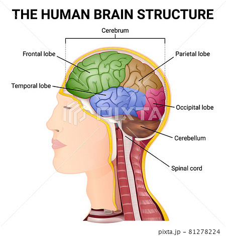 structure of the cerebrum, anatomical poster, the location of the brain in the head 81278224