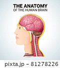 structure of the cerebrum, anatomical poster, the location of the brain in the head 81278226