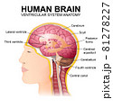 structure of the cerebrum, anatomical poster, the location of the brain in the head 81278227