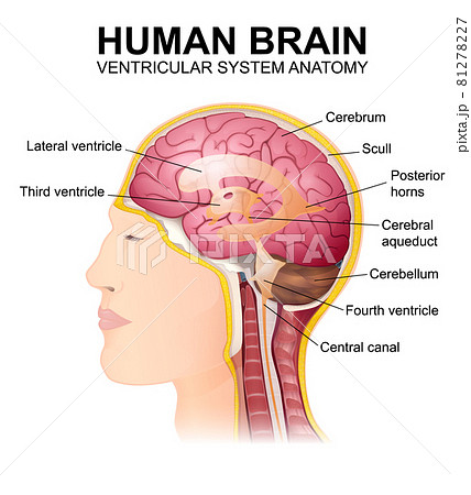 structure of the cerebrum, anatomical poster, the location of the brain in the head 81278227