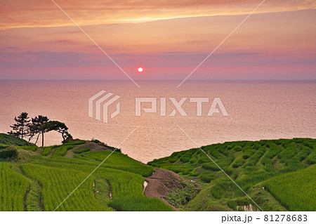 【白米千枚田 (夕刻)】 石川県輪島市白米町 81278683