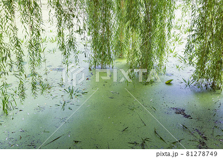 Small city pond with green duckweed in summer Small city pond with green duckweed in summer 81278749