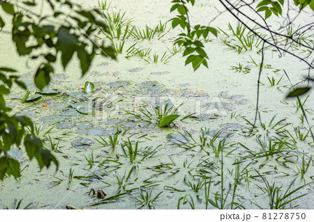 Small city pond with green duckweed in summer Small city pond with green duckweed in summer 81278750