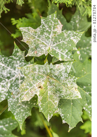 Withered leaf of a plant after treatment with pesticides 81278784