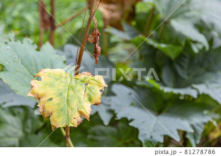 Withered leaf of a plant after treatment with pesticides Withered leaf of a plant after treatment with pesticides 81278786