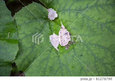 Thick juicy leaf of a large green plant Thick juicy leaf of a large green plant 81278790