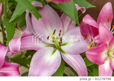Bright summer bloom of a beautiful lily Bright summer bloom of a beautiful lily 81278796