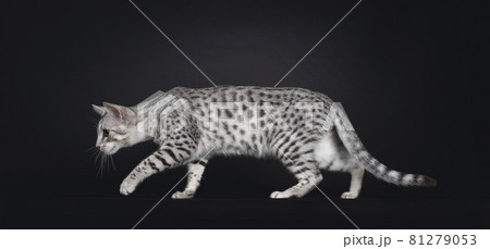 Egyptian Mau cat on black background 81279053