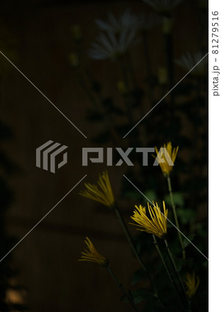 満開の菊花 佐賀菊(黄色) 満開の菊花 佐賀菊(黄色) 81279516