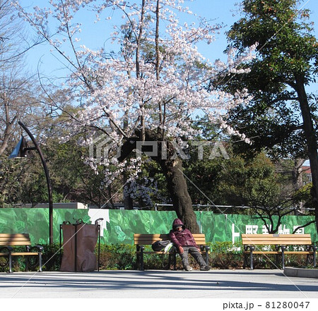 上野公園の桜 81280047