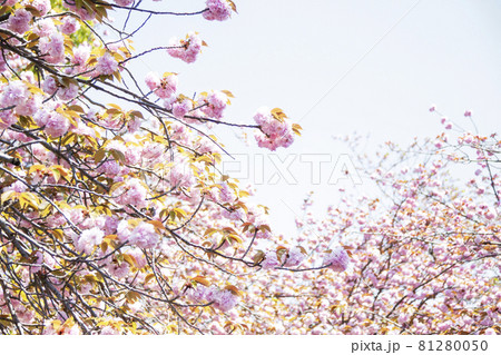 八重桜 八重桜 81280050
