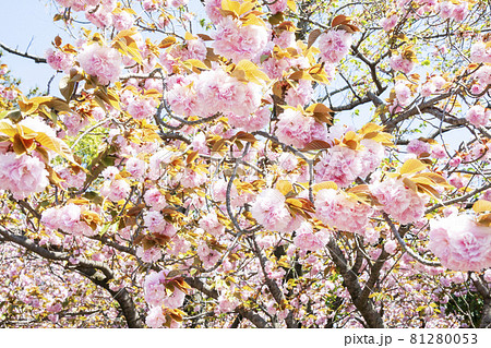 八重桜 81280053