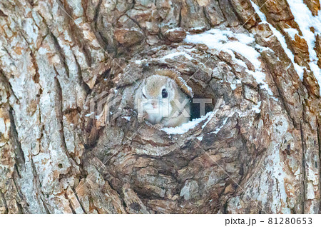 なまらめんこい エゾモモンガ なまらめんこい エゾモモンガ 81280653