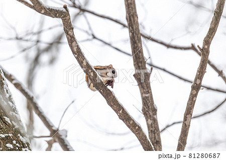 なまらめんこい エゾモモンガ なまらめんこい エゾモモンガ 81280687