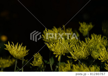 満開の菊花 黄色 満開の菊花 黄色 81280767