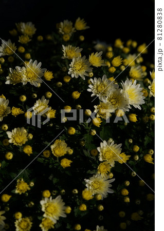 満開の菊花  薄黄色 81280838