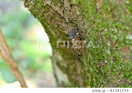 アブラゼミ アブラゼミ 81281254