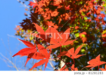 青空と真っ赤に染まった紅葉 青空と真っ赤に染まった紅葉 81281283