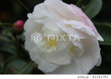 芍薬（シャクヤク）　　　◯○。◦peony◦。o○ 81281765