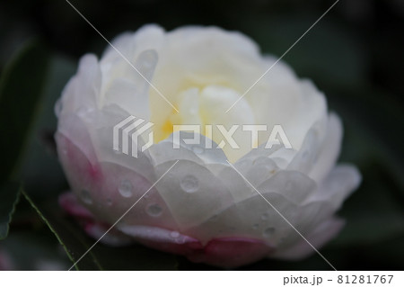 芍薬(シャクヤク) ◯○。◦peony◦。o○ 芍薬(シャクヤク) ◯○。◦peony◦。o○ 81281767
