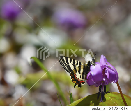 ヒメギフチョウとカタクリの花 ヒメギフチョウとカタクリの花 81282333