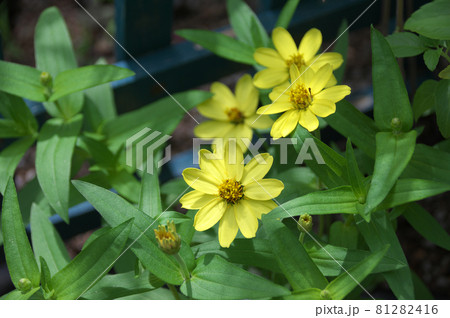 黄色のジニア 黄色のジニア 81282416