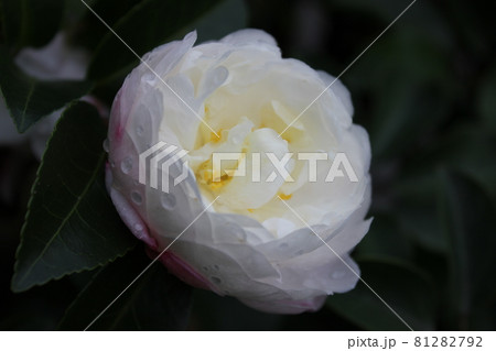芍薬（シャクヤク）　　　◯○。◦peony◦。o○ 81282792