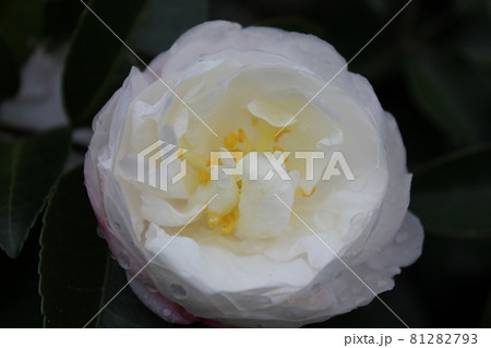 芍薬（シャクヤク）　　　◯○。◦peony◦。o○ 81282793