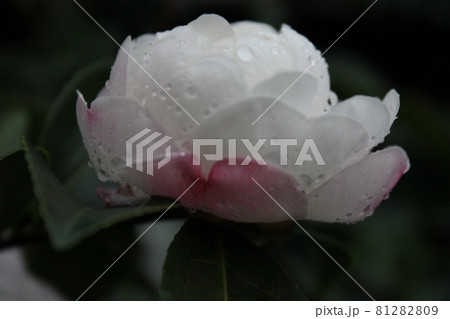 芍薬（シャクヤク）　　　◯○。◦peony◦。o○ 81282809