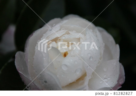 芍薬（シャクヤク）　　　◯○。◦peony◦。o○ 81282827