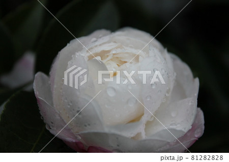 芍薬(シャクヤク) ◯○。◦peony◦。o○ 芍薬(シャクヤク) ◯○。◦peony◦。o○ 81282828