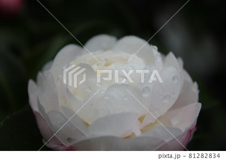 芍薬（シャクヤク）　　　◯○。◦peony◦。o○ 81282834